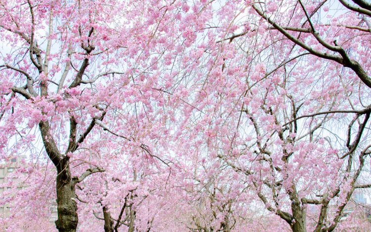 【東京おでんだね】おでんとお花見