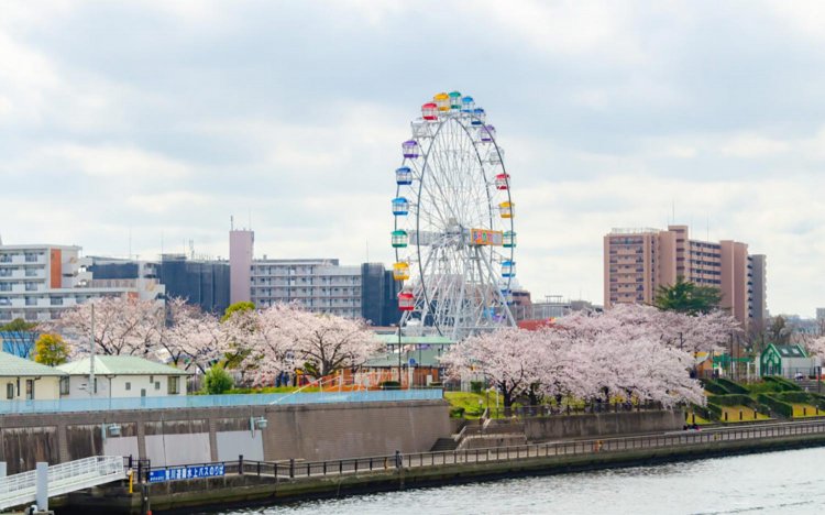 【東京おでんだね】おでんとお花見
