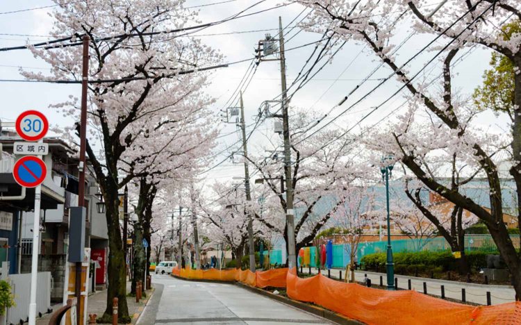 【東京おでんだね】おでんとお花見