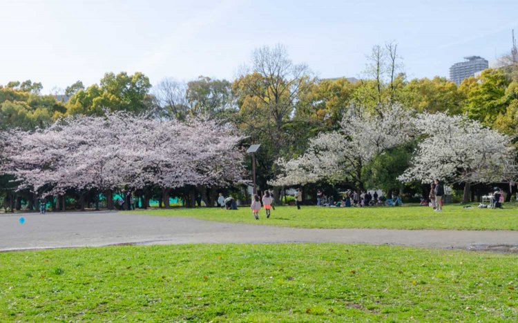 【東京おでんだね】おでんとお花見