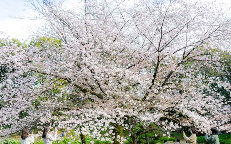 【東京おでんだね】おでんとお花見