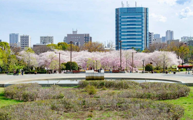 【東京おでんだね】おでんとお花見