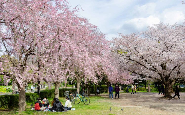 【東京おでんだね】おでんとお花見