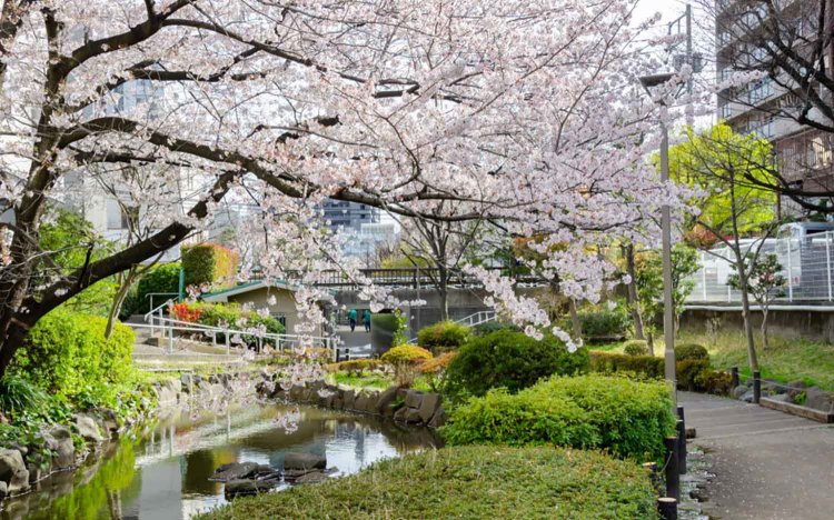 【東京おでんだね】おでんとお花見