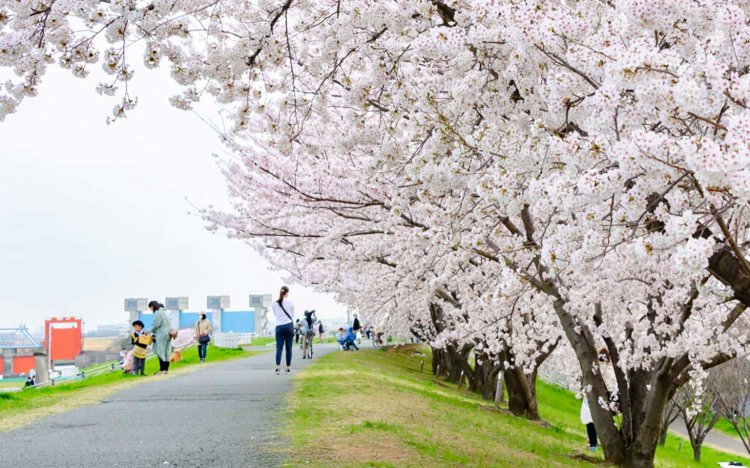 【東京おでんだね】おでんとお花見