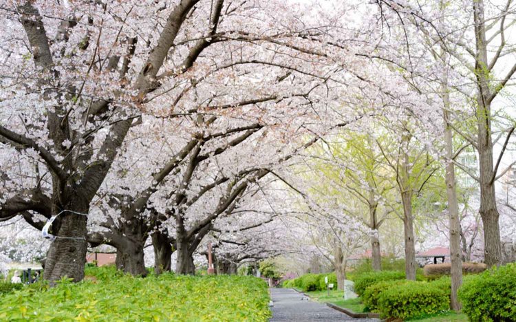 【東京おでんだね】おでんとお花見