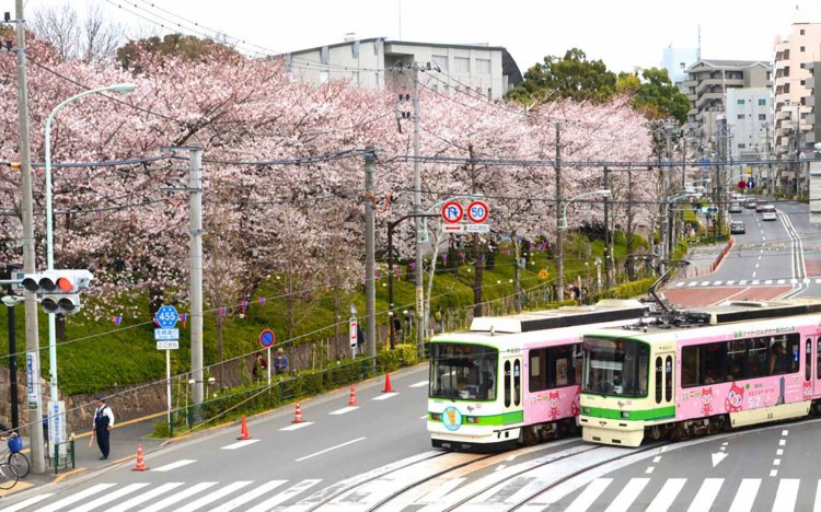 【東京おでんだね】おでんとお花見