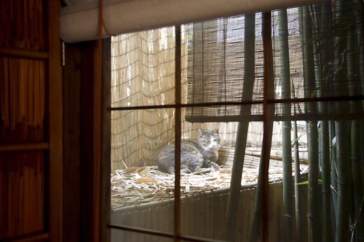 竹林の葉音が心地よい縁側の長火鉢席に陣取れば、地域猫に出会えることも。写真は、ぼくちゃん｡