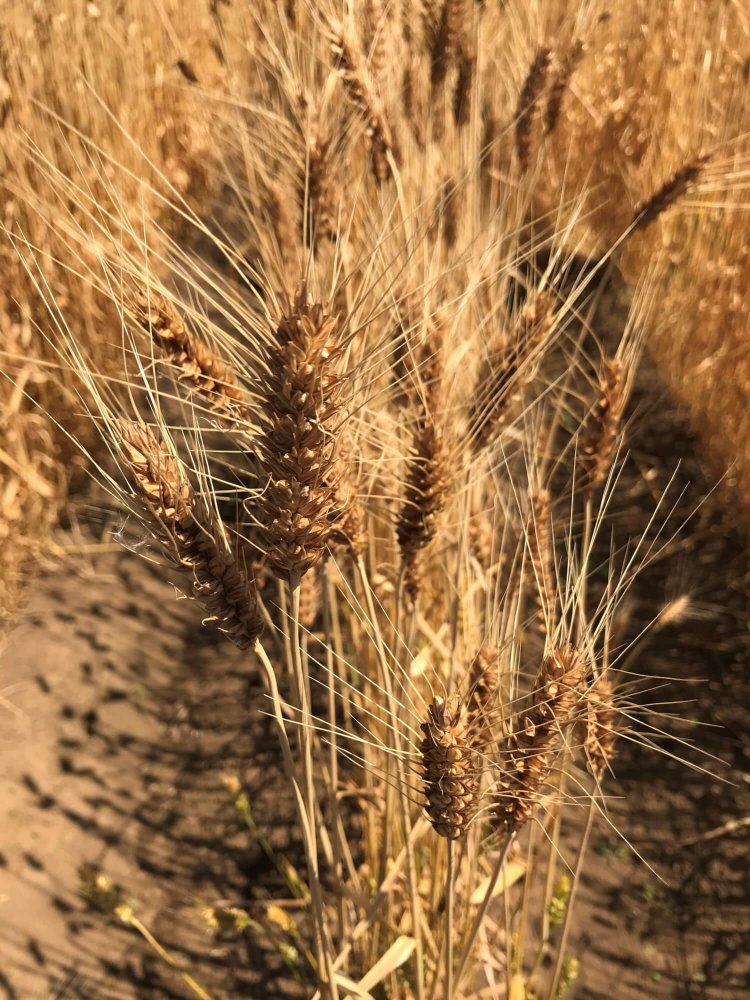 実った柳久保小麦の麦穂。