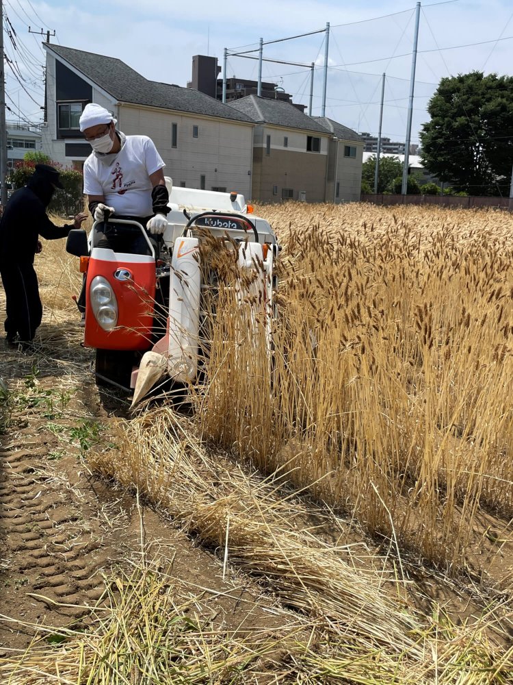 2022年6月の収穫の様子。倒れた穂を起こしながらコンバインで刈り取っている。