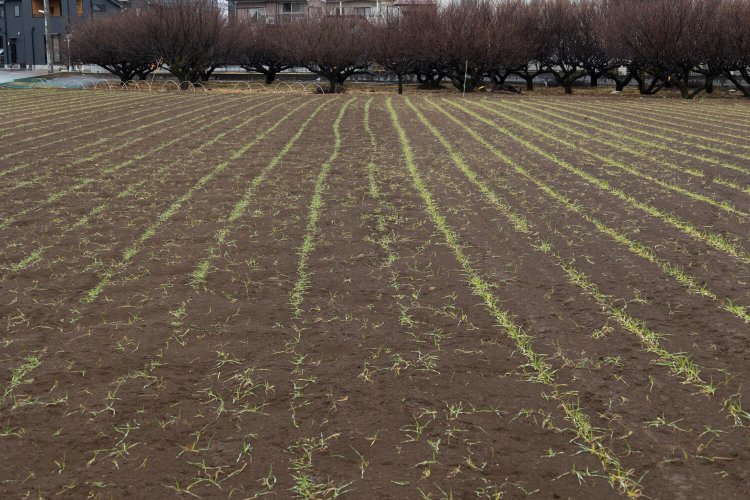 2023年1月の麦畑。麦はまだ草のよう。
