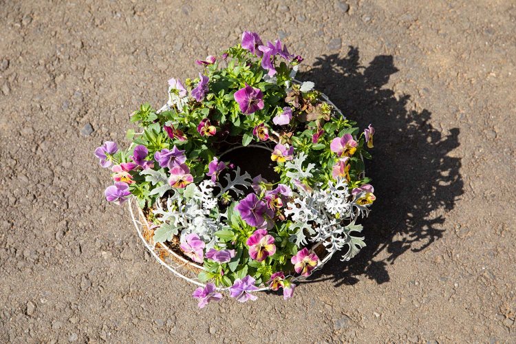 いばらきフラワーパーク193425