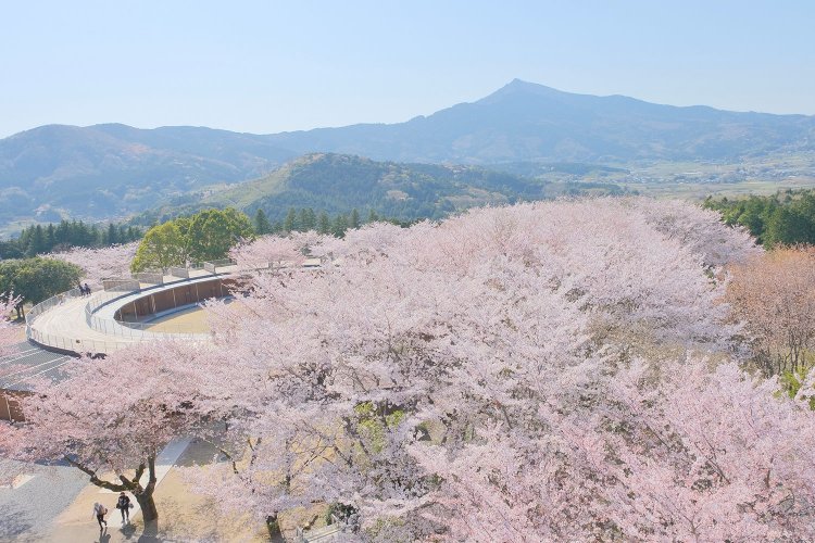 ソメイヨシノ。