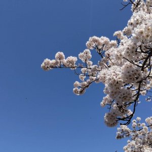 春爛漫「お花見散歩」で注目したい天気予報のポイントは？