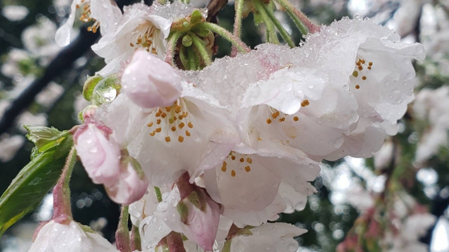 サクラの咲く季節はまだ雪の降り積もることがある。