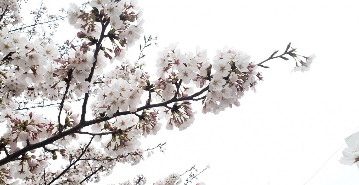 春は天気が変わりやすい季節 「花曇り」になりやすい。