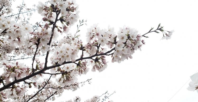 春は天気が変わりやすい季節　「花曇り」になりやすい。