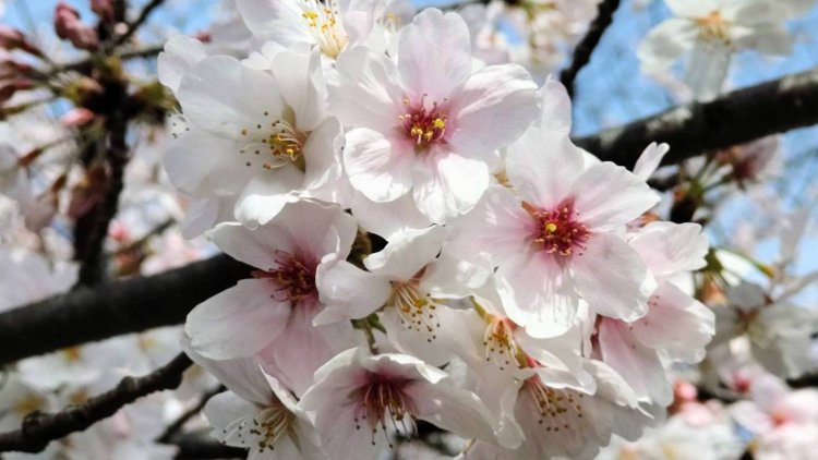 花の中心部が赤くなると、そろそろ散り始めるサイン。