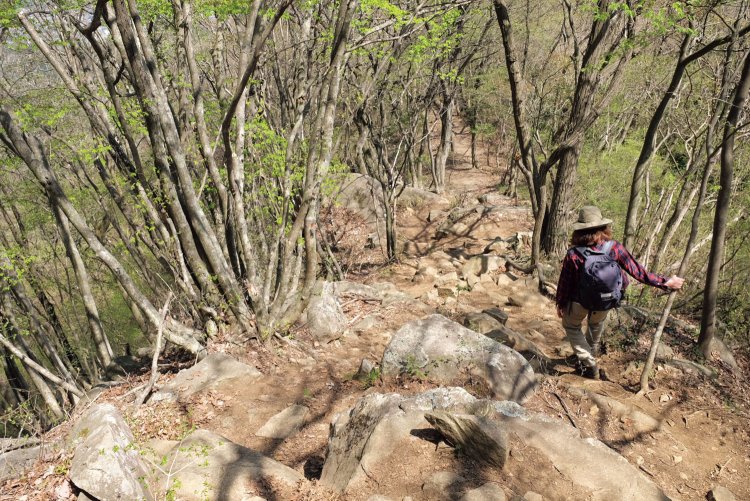 ちょっと急な坂道だが、そんな危険もない道。気持ちのいい快適登山道といっていいだろう。