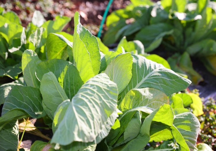 三河島菜は太い茎も柔らかい。