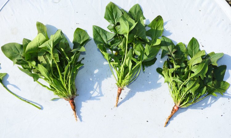 山形の伝統野菜「赤根ほうれん草」も栽培！