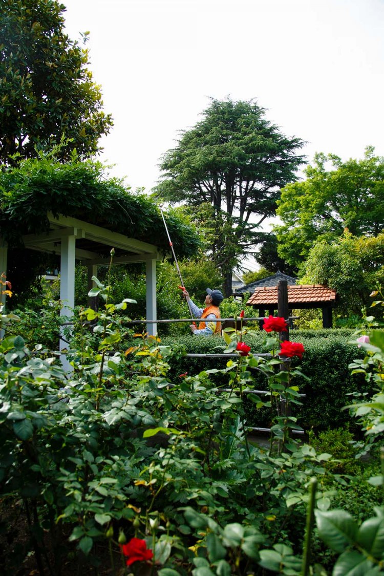 こちらは緑のオアシス「Aさんの庭」。