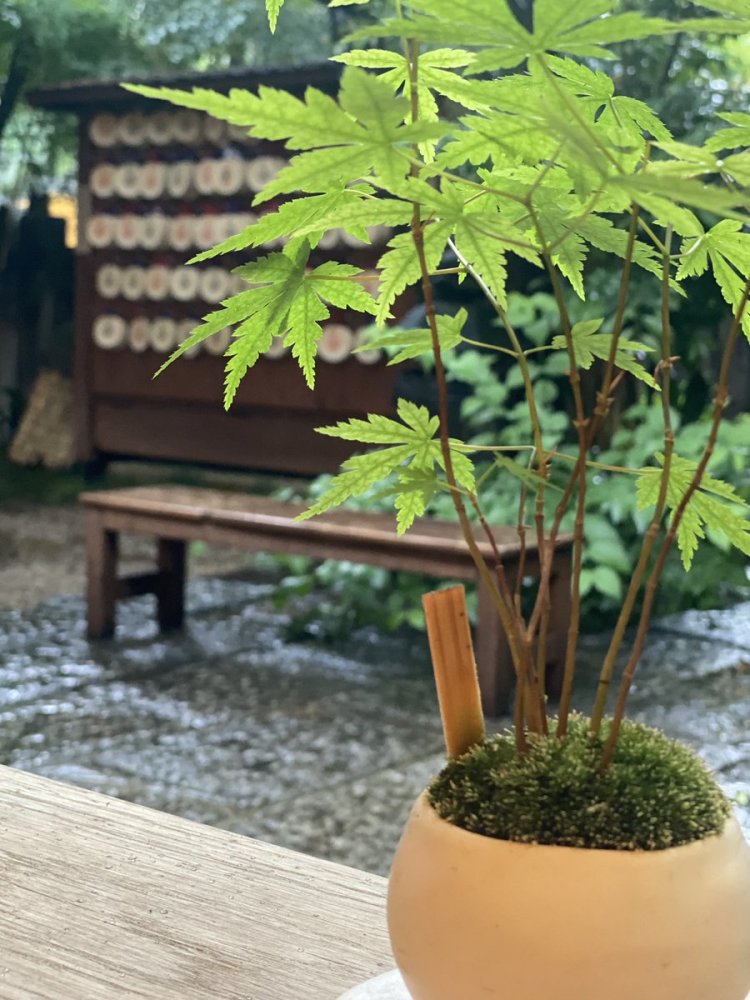 初夏には青もみじが周囲のビルを覆い隠し、苔が青々と。東京の喧騒を離れて小旅行に行ったような気分に。