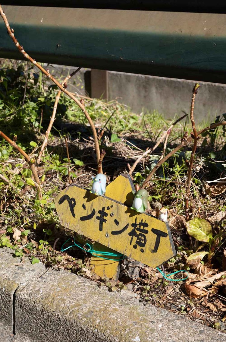 【散歩の達人】園芸おじさまの植物愛の記