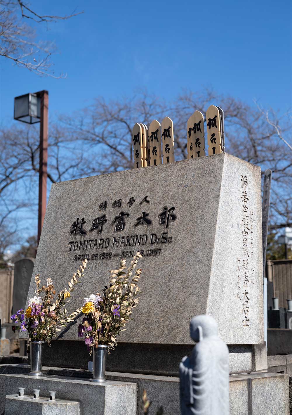 我が国の植物学の父・牧野富太郎先生は、谷中の古刹・天王寺の墓所に眠っている。