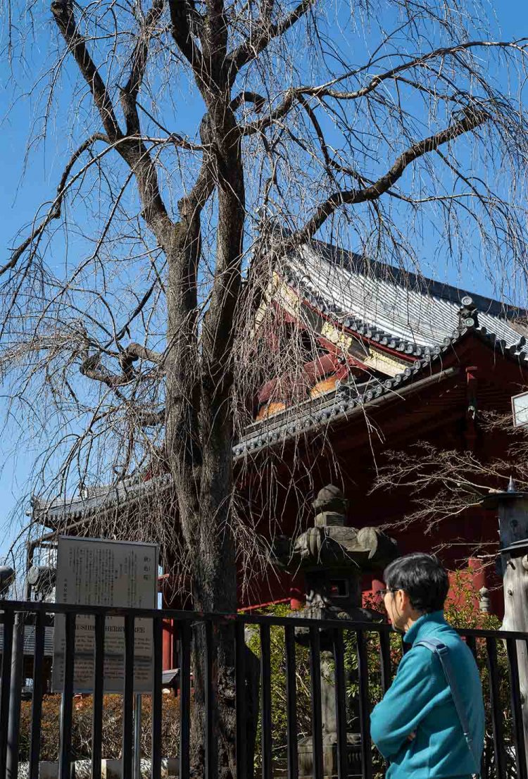 秋色の句碑とその名にちなんだ秋色桜は、上野公園の清水観音堂の裏手に。