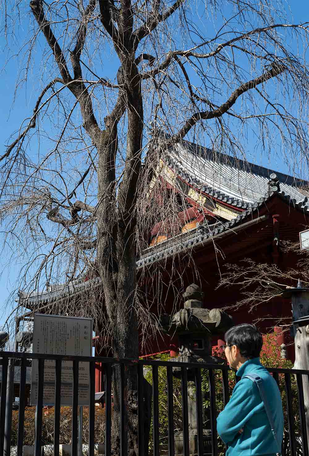 秋色の句碑とその名にちなんだ秋色桜は、上野公園の清水観音堂の裏手に。
