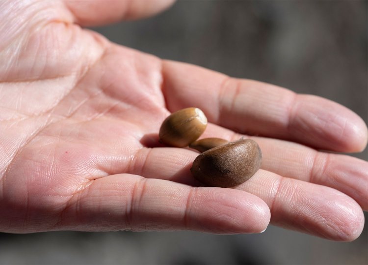 『切手の博物館』に向かう坂道で、どんぐりとツバキのタネをゲット！