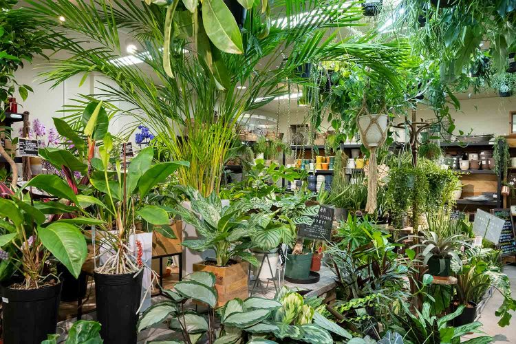 【散歩の達人】園芸おじさまの植物愛の記