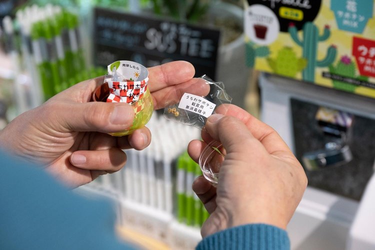 サボテンの栽培キットガチャポン300円。