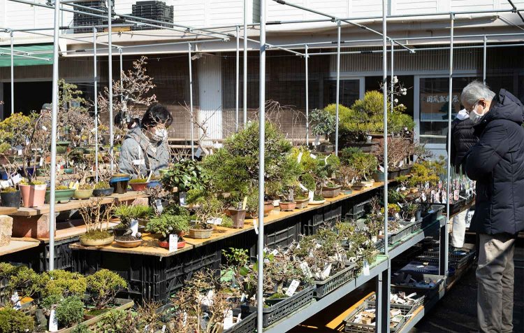 【散歩の達人】園芸おじさまの植物愛の記