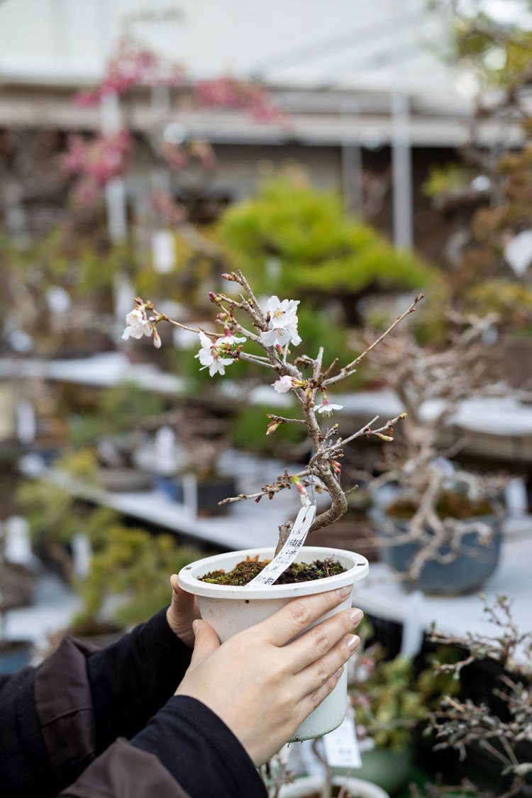 【散歩の達人】園芸おじさまの植物愛の記