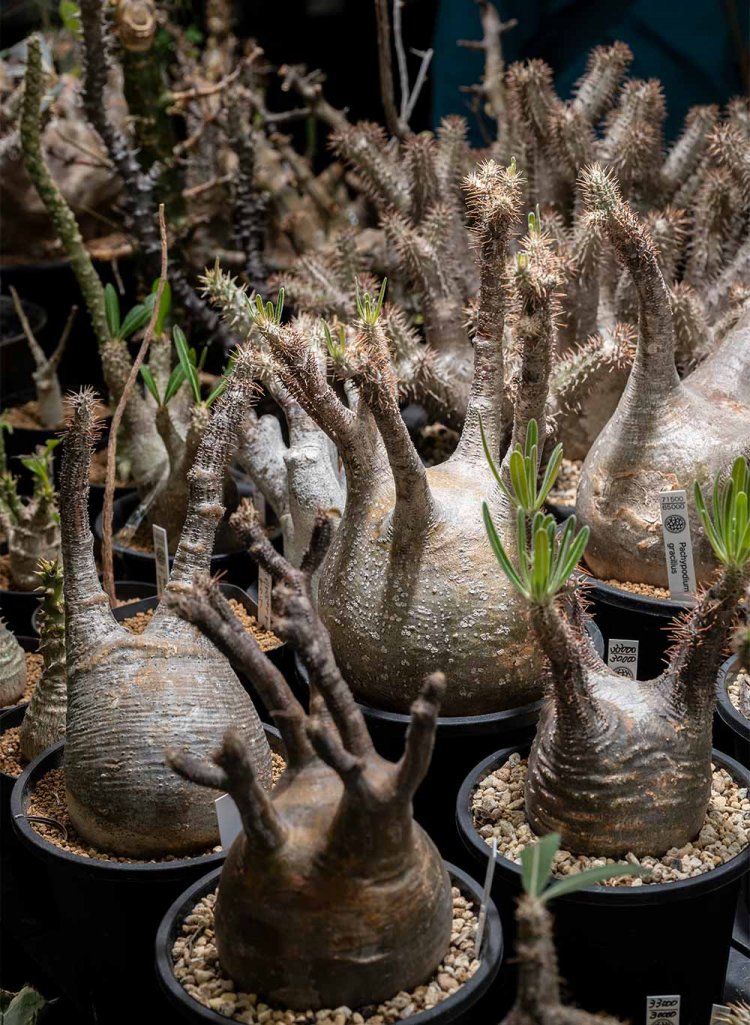 【散歩の達人】園芸おじさまの植物愛の記