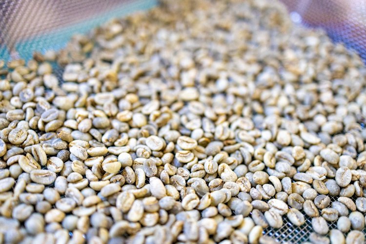 コーヒーの生豆（イメージ）。