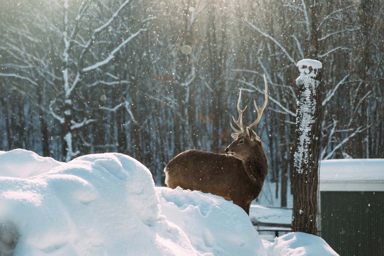 【カメラガールズ】写真をスッキリ見せる『トリミング』テクニック