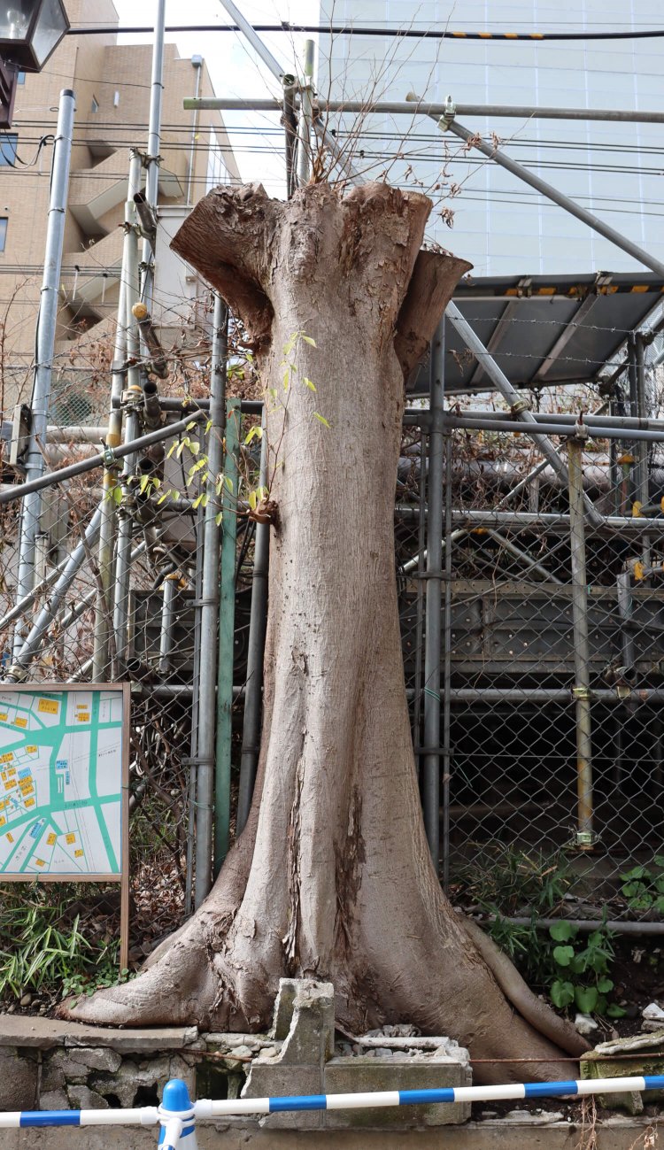 鉄骨を背にどっしりと立派な立ち姿。