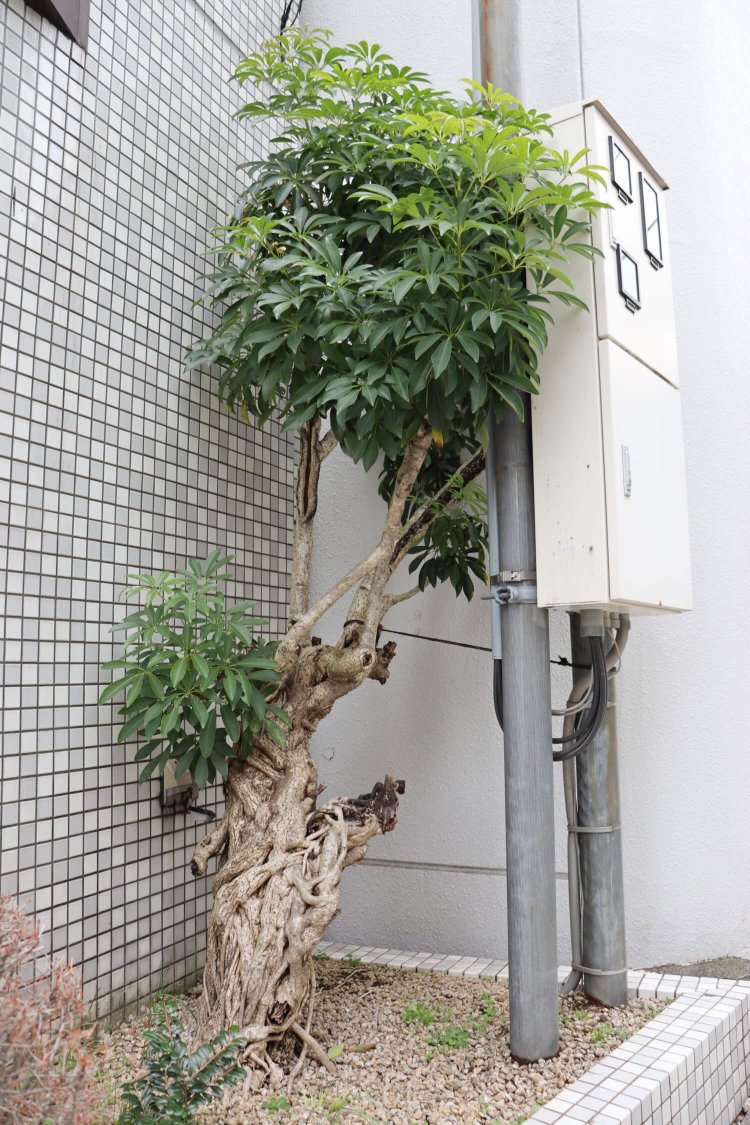 絡まりながらもひたむきな健気さを感じる。