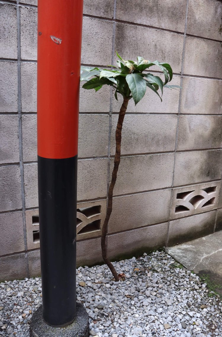 「あー、早く帰ってネットサーフィンしたい」。