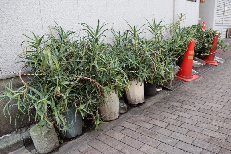 わちゃわちゃ感がひときわ目立つアロエ軍団。