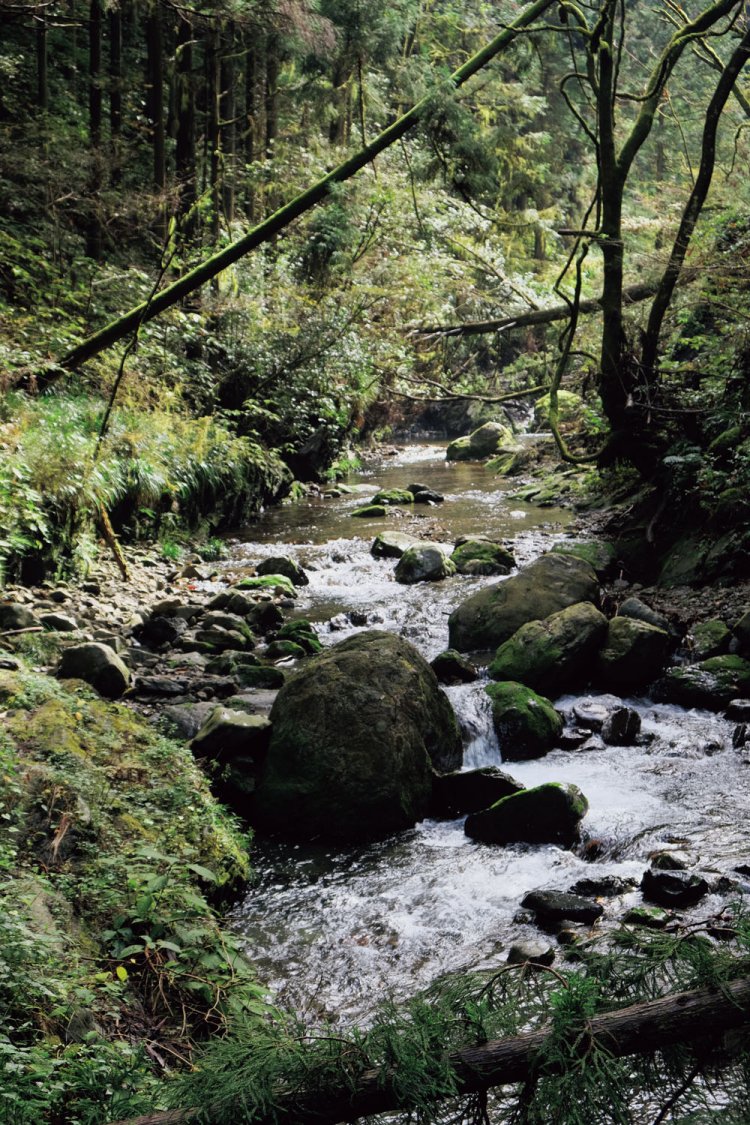 多摩川の支流、越沢川。色濃い自然が残っているように見える。かつてはゲンジボタルが見られたようだが、現在はいないそうだ。