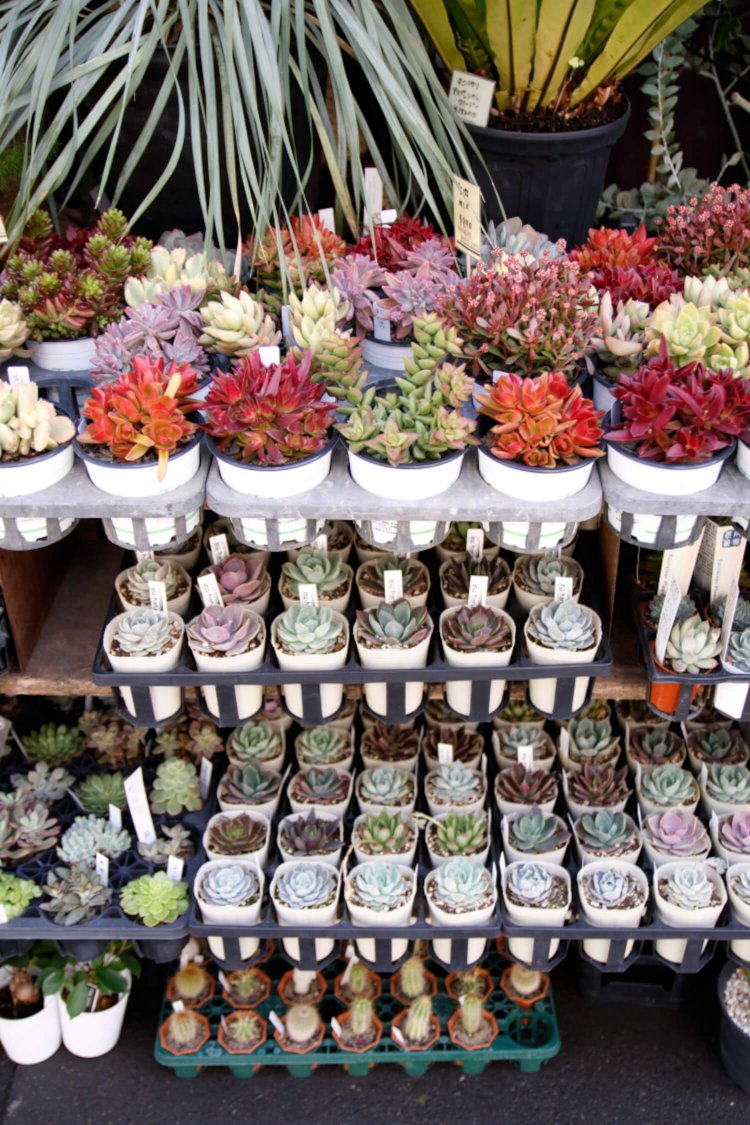 店頭を彩るのはぷっくりカラフルなミニ多肉。立ち止まる人多し。