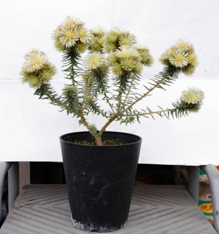 オザキフラワーパーク1