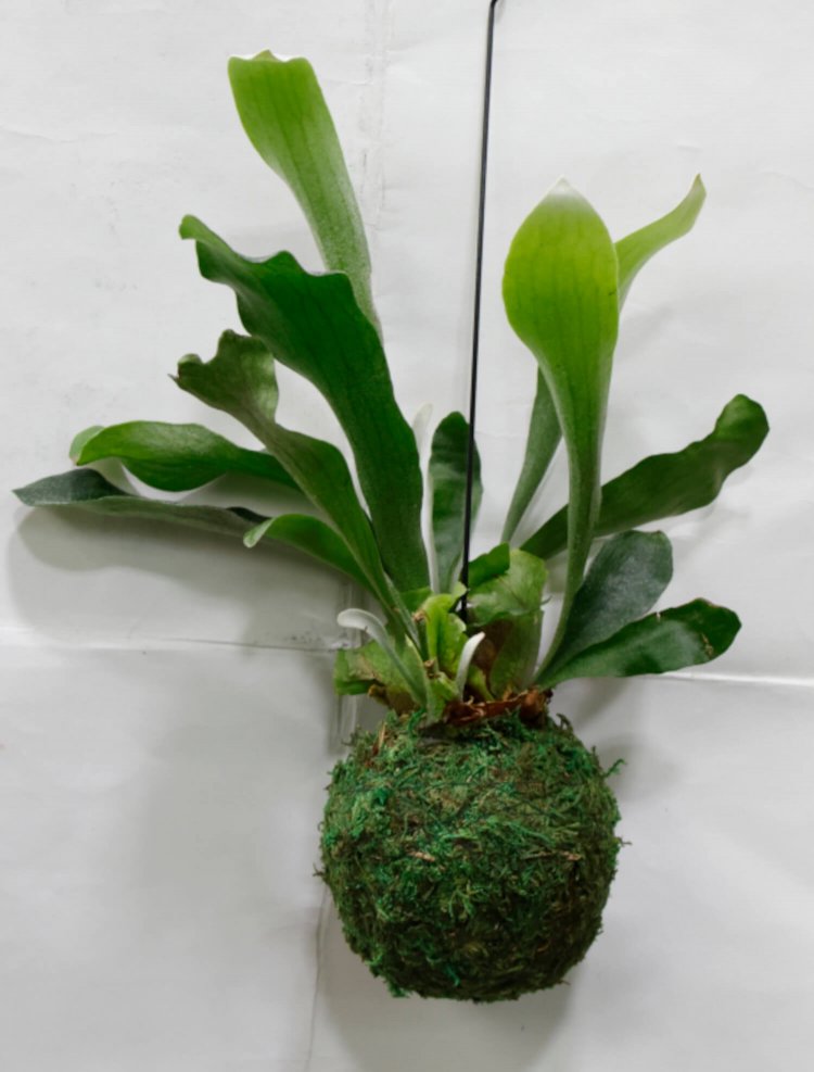 オザキフラワーパーク4