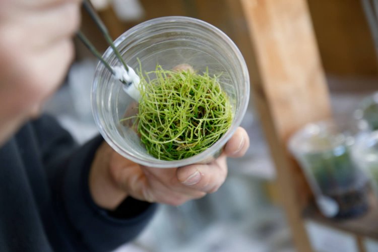 湿気で曇る容器を毎朝丁寧に拭く。側面から鑑賞する際に美しく見え、カビ防止になる。