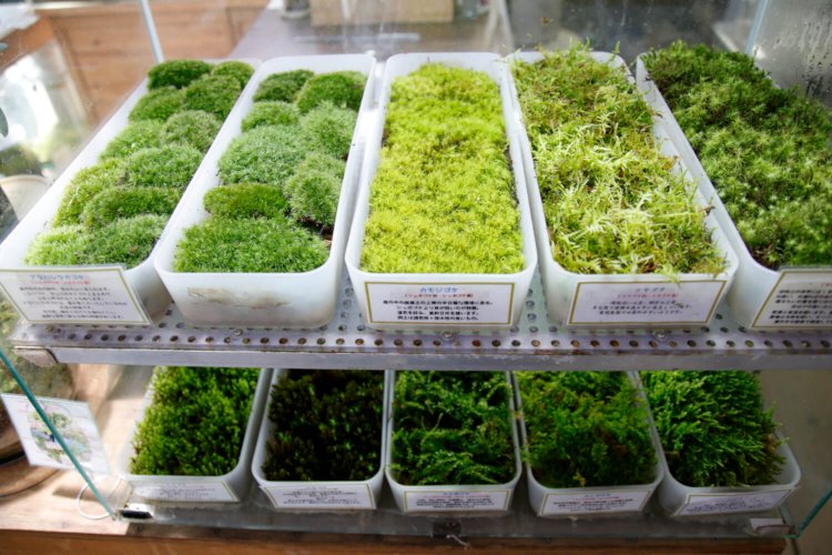 量り売りのコケ1パック880円。必要な分だけ購入OK。