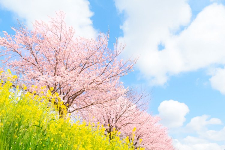 「『実家に帰って来なさい』とは言わない」。母の言葉が、ひとりで桜を眺めたときと同じくらい嬉しかった